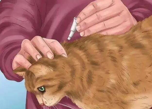 猫咪驱虫药没滴到皮肤里怎么办 猫咪驱虫药没滴到皮肤里怎么办