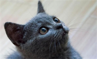 英短蓝猫的优缺点