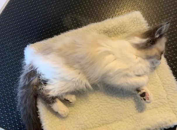卡比猫粮出了什么问题 卡比猫粮出了什么问题