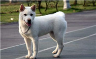 最便宜的中华田园犬