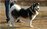 养大型犬一个月要花多少钱?