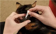 猫咪驱虫滴在毛上有效果吗