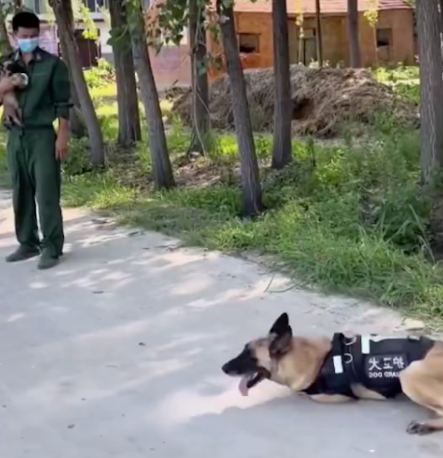 警犬看到主人怀里抱着小狗,竟然撒娇耍赖躺在地上,要背着才行 警犬看到主人怀里抱着小狗,竟然撒娇耍赖躺在地上,要背着才行