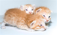 一个月的猫咪拉肚子该怎么办吃什么药
