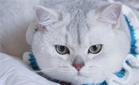 猫吃完驱虫药后呕吐不吃东西没精神只喝水