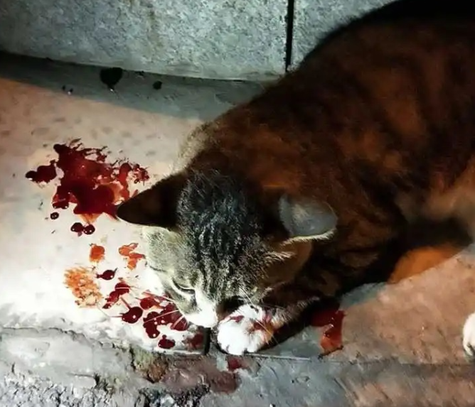 小猫跑进富人区被打断腿，死前爬回救助人身边，只为看她最后一眼