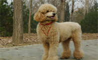 巨型贵宾犬有攻击性吗