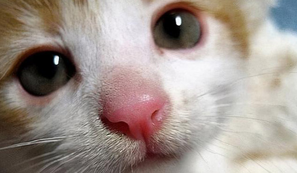 猫流浓鼻涕怎么办用什么药 猫流浓鼻涕怎么办用什么药