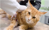 猫鼻支会传染给其他猫嘛
