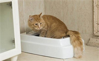猫拉屎很干一颗一颗的怎么回事