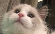 什么猫适合新手女生养