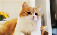 猫咪绝育手术后多久可以喝水吃饭啊