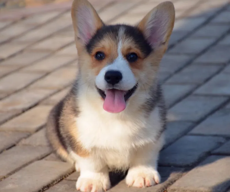 柯基犬能吃玉米吗