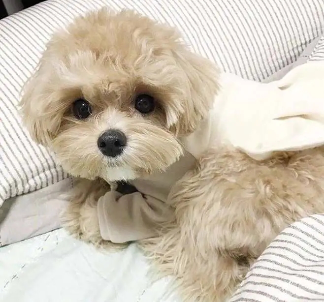 养一只马尔济斯犬一个月开销多少