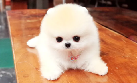 博美茶杯犬价格多少钱一只 博美茶杯犬价格多少钱一只