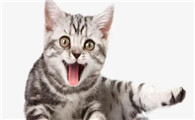 猫咪脚骨折能自愈吗需要多久