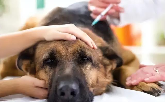 狗狗狂犬病症状表现 狗狗狂犬病症状表现