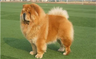 松狮犬的种类有哪些