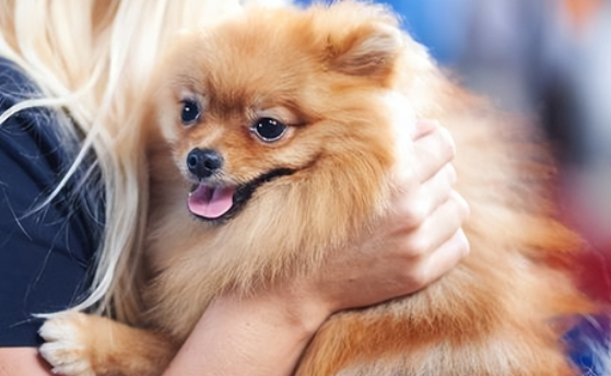 最干净最好养的小型犬