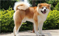 柴犬和秋田狗是一个品种吗
