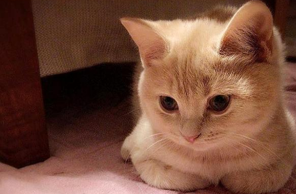 猫呕吐一般是什么病引起的