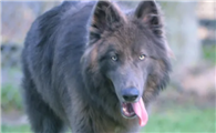 蓝湾牧羊犬哪里有卖,蓝湾牧羊犬多少钱一只