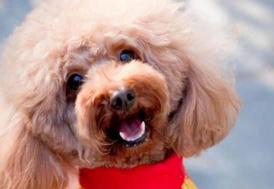 泰迪幼犬口臭是怎么回事 泰迪幼犬口臭是怎么回事