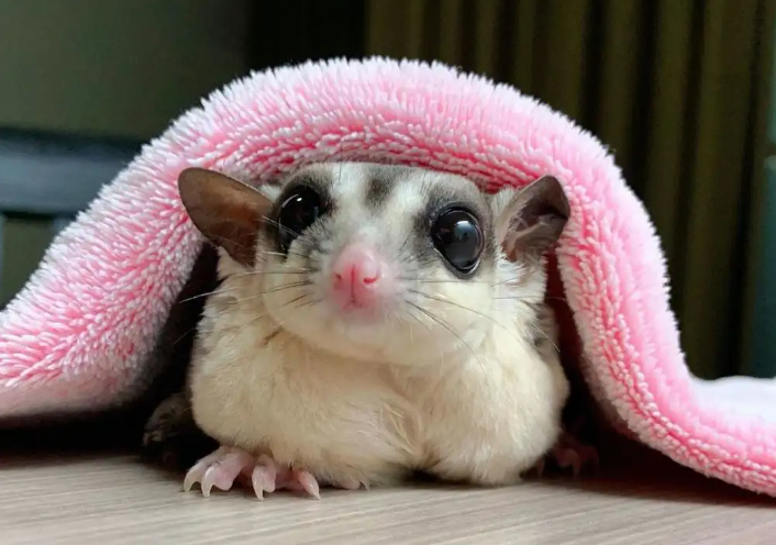 人工饲养蜜袋鼯的平均寿命在十年以上,寿命最长的蜜袋鼯活到了16岁,比