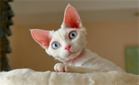 德文卷毛猫遗传病有哪些