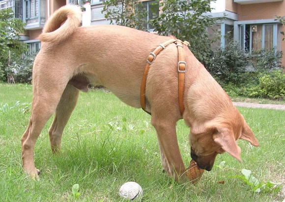 骁苍犬图片