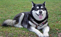 最适合家庭饲养的5种大型犬