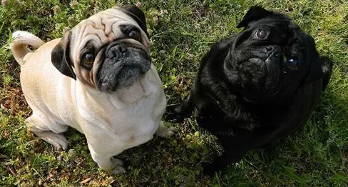 巴哥犬的体味怎么去除