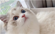 猫尿道结石后能活多久