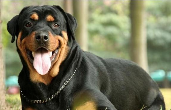 ckurk罗威纳官网犬舍排行榜