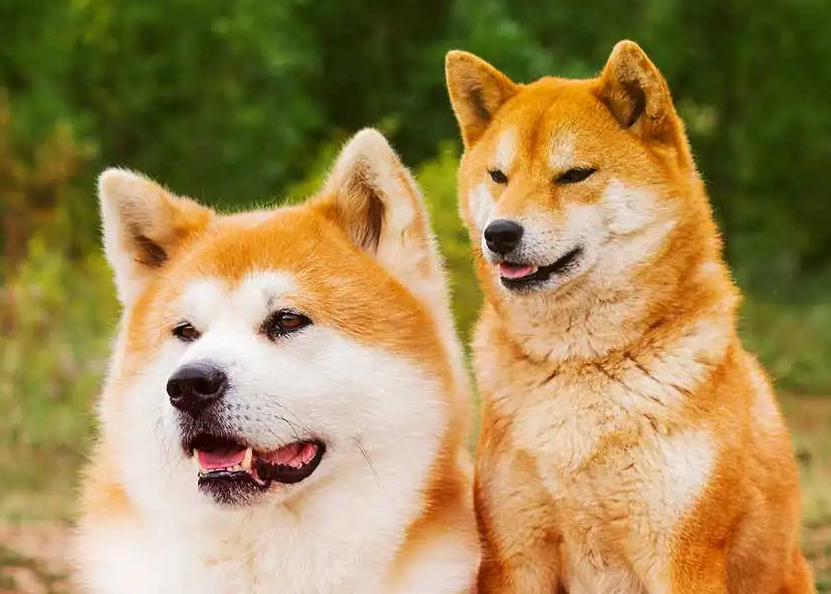 秋田犬和柴犬哪个好 秋田犬和柴犬哪个好