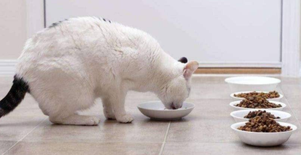 猫咪经常吐猫粮是怎么回事呢
