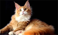 猫腿断了自己会好吗为什么