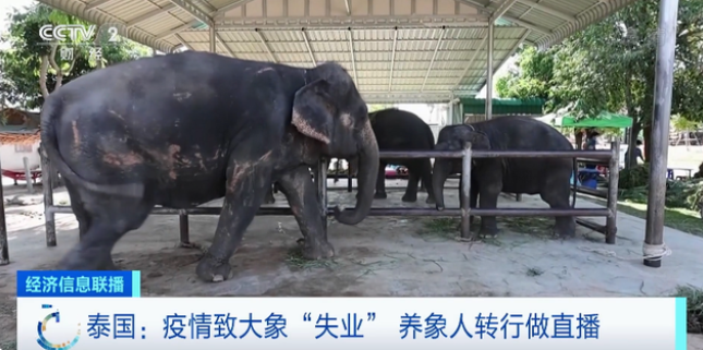 游客数大降！泰国大象“失业”了……