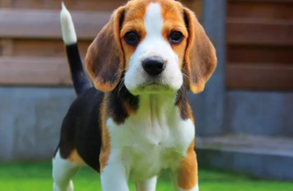 比格犬和比特犬的区别 比格犬和比特犬的区别