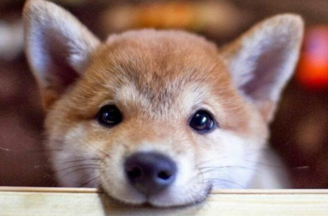柴犬能吃西瓜吗
