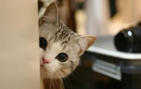 猫咪鼻涕带血怎么回事啊