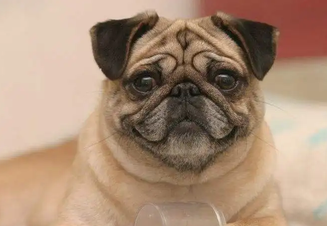 巴哥犬臭味排第几名 巴哥犬臭味排第几名