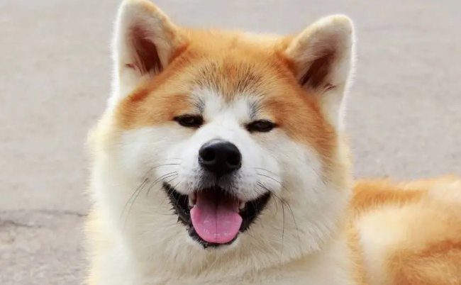 养一只秋田犬每月成本多少 养一只秋田犬每月成本多少