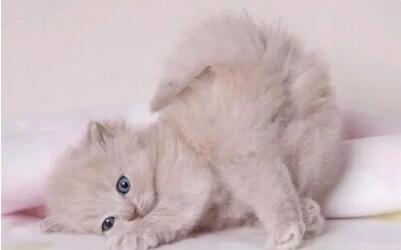 猫做完驱虫后嗜睡没精神不吃东西
