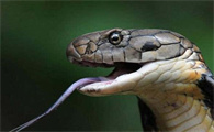 眼镜王蛇和眼镜蛇的区别