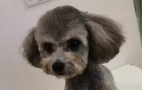 泰迪肚皮有黑点怎么回事啊