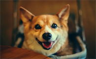 柯基犬可以吃冰棍吗