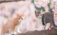 猫咪肛门腺发炎症状是什么