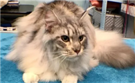 中国哪家缅因猫舍比较正规