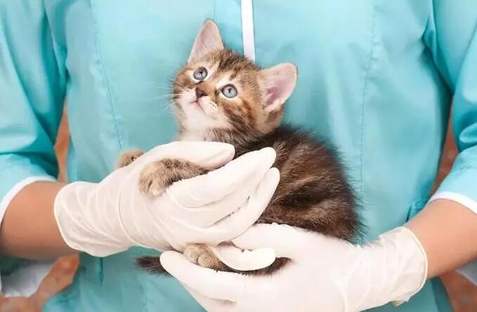 猫爪子狂犬病毒存活多久 猫爪子狂犬病毒存活多久